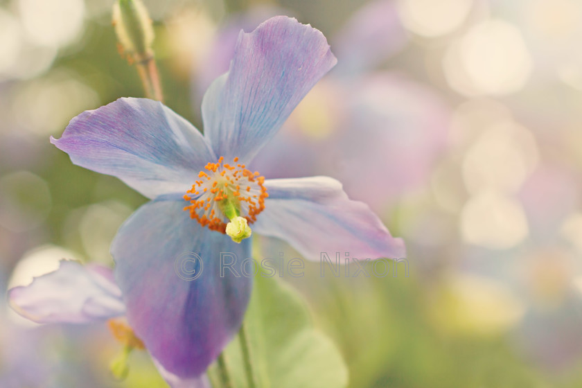 meconopsis-blue-branklyn-garden-hazy-sunshine 
 blue meconopsis poppy flower in the hazy sunshine 
 Keywords: meconopsis, blue poppies, blue poppy, Perthshire, Rosie Nixon, Perthshire photographer, leavesnbloom, garden flowers scotland