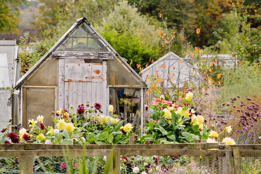 O5A9132 
 an old greenhouse on an allotment 
 Keywords: allotments, autumn, garden photography, greenhouse, dahlias, flowers, garden, door, wooden, outdoors, fence yellow, red, door, wooden, texture, old, door