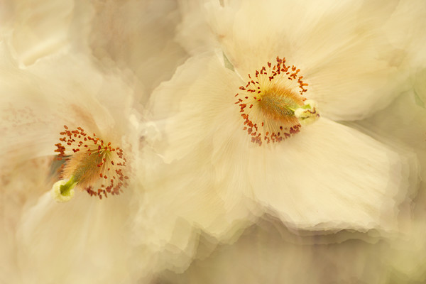 meconopsis-sarsonsii 
 Meconopsis sarsonsii impressionist fine art 
 Keywords: Meconopsis sarsonsii, cream, poppy poppies, Summer, Closeup, Selective Focus, Flowers, Petals, Plant Portraits, impressionist, fine art