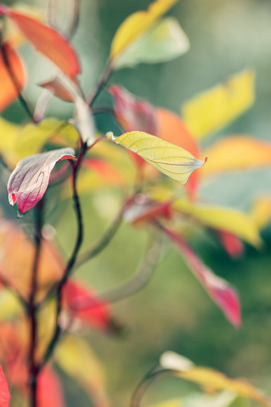 cornus-baton-rouge-high-res-3