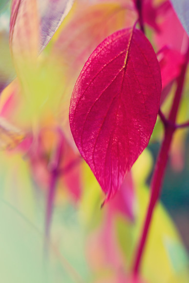 cornus baton rouge leaf 
 autumn colours from Cornus 'Baton Rouge' leaves 
 Keywords: dogwood, cornus, Baton Rouge, leaves, colour, foliage, fall, Rosie Nixon, Perthshire