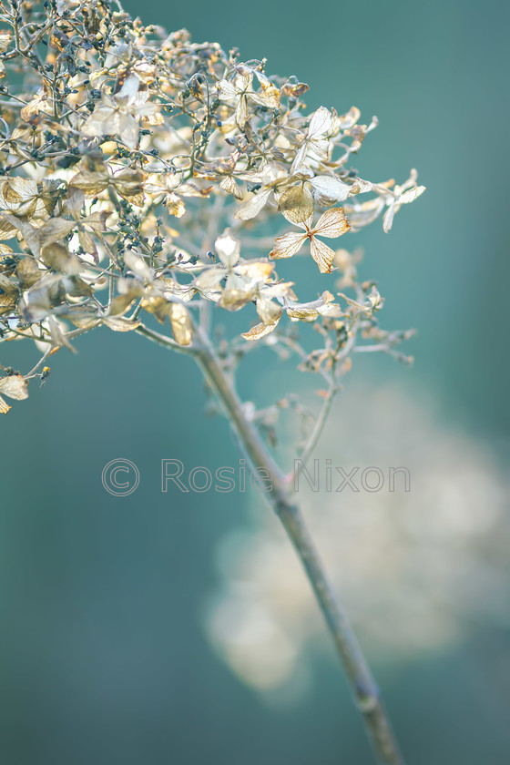 hydrangea-limelight-petals 
 Hydrangea limelight in decay with backlighting from the lunchtime sunshine in December 
 Keywords: hydrangea, flower, limelight, December, decay, backlighting, petal, seedhead, floret, hortensia, garden, plant, shrub, Perthshire, Scotland, Rosie Nixon