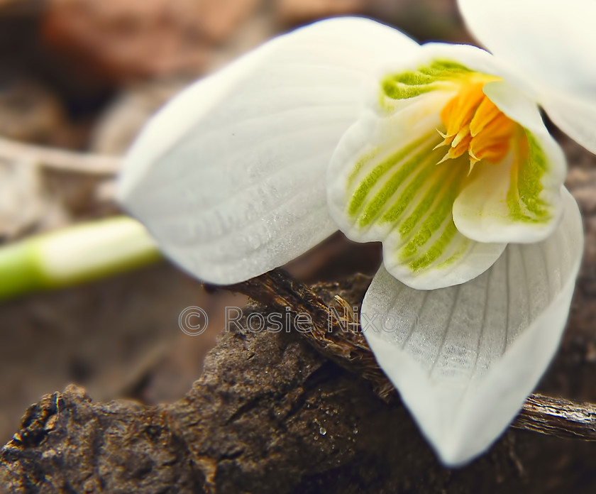 snowdrop-(2) 
 Keywords: galanthus nivalis,native,wildflower,Perthshire,Scotland,Tayside,macro,detail,snowdrop,flower