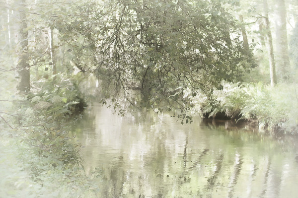 Restful greens 
 taken from a little metal bridge in the woods over looking a scottish lade at the end of September. 
 Keywords: leaves, trees, autumn, green, faded