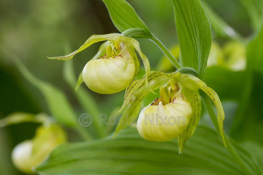 outdoor-slipper-orchid 
 garden orchid with palest yellow/cream flowers in spring 
 Keywords: orchid, outdoor, garden, Cypripedium fasciolatum, pale yellow, spring, Scotland