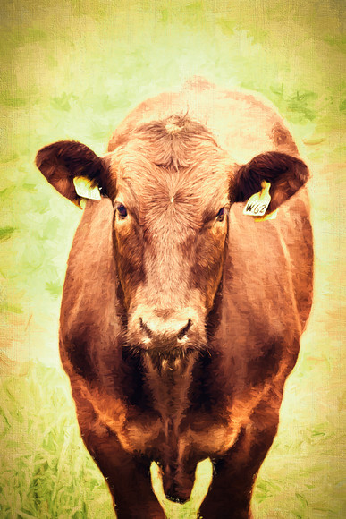 limousin-cattle-2-painterly 
 A painterly piece of digital art of a Black Limousin bullock in Perthshire, Scotland. 
 Keywords: limousin, livestock, cattle, close up, countryside, beef, bullock, agriculture, bovine, Perthshire, Scotland, breed, humor, face, portrait orientation