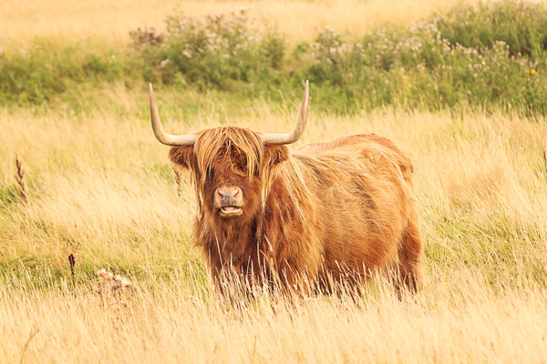 red-highland-scottish-cattle 
 A photographic image of a native Scottish Red Highlander bullock in Angus, Scotland. 
 Keywords: cattle, highland, cow, bovine, animal, red, coat, horns, long, Bò Ghàidhealach, kyloe, hair, scottish breed, agriculture, humour, bullock, face, shaggy