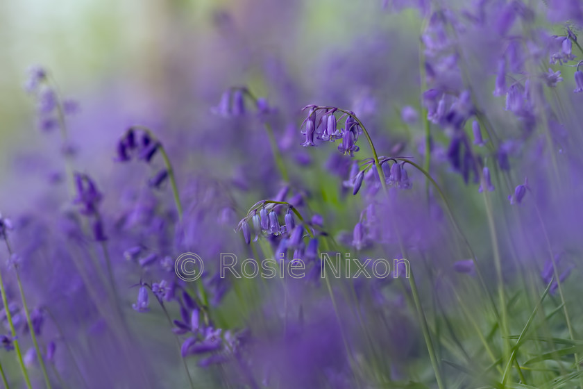 bluebell-wood-1