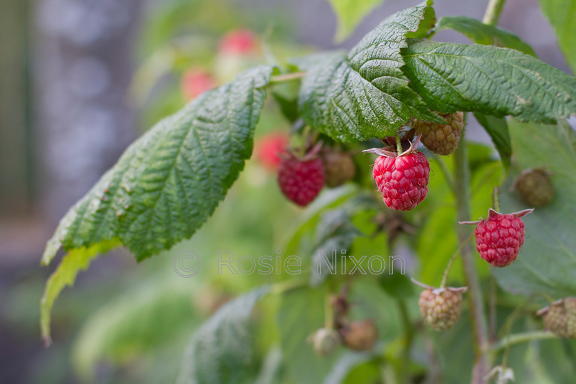 Rubus idaeus raspberry fruit 
 Red raspberry fruits 
 Keywords: gardening, berries, red, raspberry, Rubus idaeus, fruit, harvest, produce, autumn, allotment, soft fruit, leaves, green, ripe, growing, garden plants, horticulture, crop