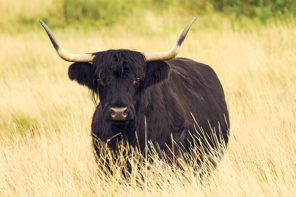 black-highlander-scottish-cow 
 A photographic image of a native Scottish Black Highlander bullock in Angus, Scotland. 
 Keywords: angus, animal, beef, black, bò ghàidhealach, bovine, cattle, coat, countryside, cow, domestic, dundee, face, farm, funny, gaelic, hair, herd, highland, highlander, horns, humor, kyloe, landscape, long, native, one, pedigree, rural, scotland, shaggy hair, stock, agriculture