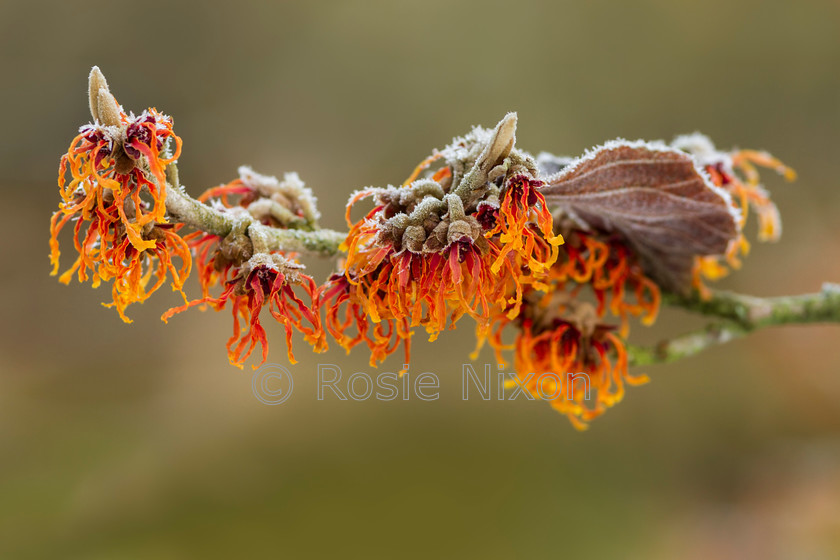 witch-hazel-jelena-unshrp 
 Orange winter flowers in the garden 
 Keywords: witch hazel, Jelena, orange, coppery, flowers, shrub, winter interest, garden, botanical, Hamamelis Intermedia Jelena