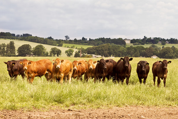 cattle-limousin-methven-castle 
 A photographic image of a herd of Limousin cattle in a Perthshire field with an ancient castle in the background. 
 Keywords: cattle, field, Methven Castle, Mary Queen of Scotts, countryside, herd, group, animals, Rural, Rosie Nixon, leavesnbloom, landscape orientation