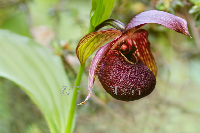 Cypripedium-tibeticum-unshrp 
 Cypripedium tibeticum in early summer 
 Keywords: Cypripedium tibeticum, summer, lady slipper, orchid, garden, plant, scotland