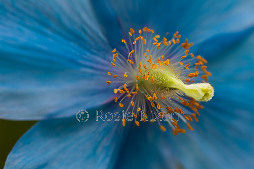 meconopsis-blue 
 Keywords: meconopisis, Himalayan blue poppy,close up, blue, macro, botanical,poppy,flower