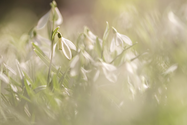 snowdrop-1 
 Galanthus nivalis flowers 
 Keywords: flowers, snowdrop, galanthus nivalis