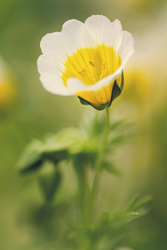 poached-egg-flower 
 Poached egg flower 
 Keywords: garden photography, poached egg flower