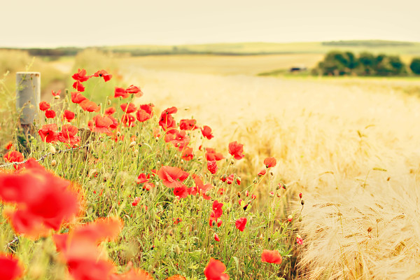 wildflower-poppies 
 poppy flowers 
 Keywords: poppy, poppies, wildflowers, field