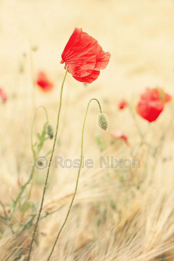 red poppy flower 
 red poppy flower in a wheat field 
 Keywords: Poppies, Papaver rhoeas. red, orange, flowers, wildflowers, native, flora, botanical, soft, dreamy romantic, passion, desire, love, Perthshire nature photographer, Perthshire fine art, Rosie Nixon, botanical, horticulture, floral fine art, interior design, wall art, photography, living room, bedroom, lounge, bathroom, ensuite, lobby, hall, vestibule, study, office, sitting room, den, family room, drawing room, foyer, library, sunroom, conservatory