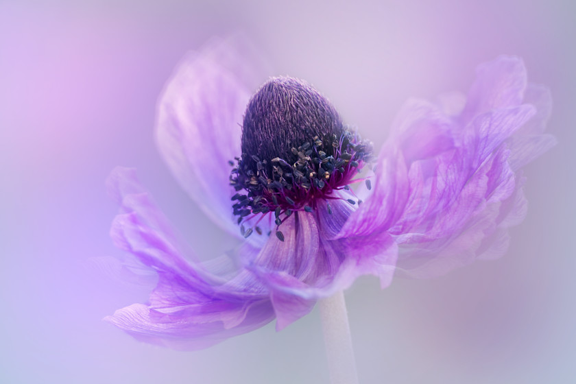 anemone-de-caen-2 
 caption still to be written