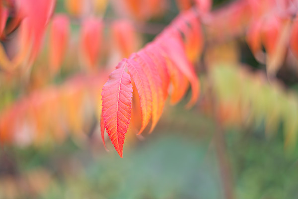 rhus O5A9090 
 Keywords: Countries, Other Keywords, Photography Jargon, Scotland, Seasons, autumn, colour, foliage, garden photography, helios, leaves, m42, rhus, vintage lens