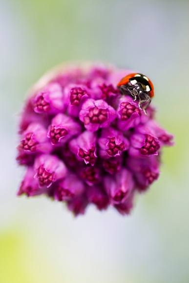 52230 
 A contemplative ladybird close up on an Allium 'Purple Sensation' umbel in spring 
 Keywords: ladybird, ladybug, seven spot, Coccinella 7-punctata, animal, antenna, beetle, closeup, coccinella, coleoptera, detail, ecology, elytra, entomology, face, flower, front, looking, insect, macro, nature, petal, flower, flora, garden plant, single flower, spring, allium purple sensation, color, colour image, coloured background, extreme close up, nature, one animal, colourful, colorful, outdoors, Scotland, moody, comtemplative, bud, umbelifier, umbel, puzzled looking, doubtful