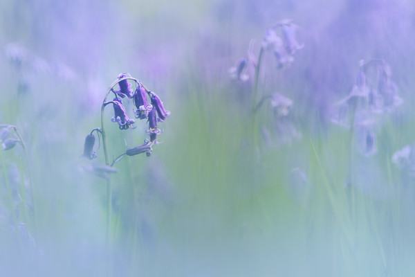 wildflower-bluebell-scotland-3 
 Keywords: bluebells wildflowers dreamy Scotland spring blue blur