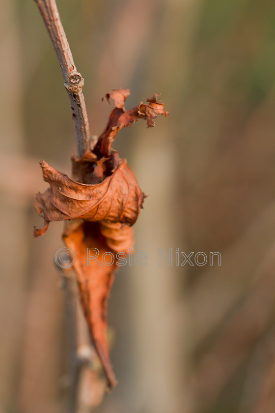 abandoned leaf 
 shallow depth of field of a macro brown leaf in late autumn clinging on to a bare stem. 
 Keywords: autumn, fall, foliage, brown, leaf, abandonment, seasonal, nature, close up, macro