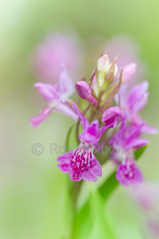 northern-marsh-orchid 
 northern marsh orchid growing in my garden 
 Keywords: northern marsh orchid, garden, plant, scotland, perthshire, flower, orchid