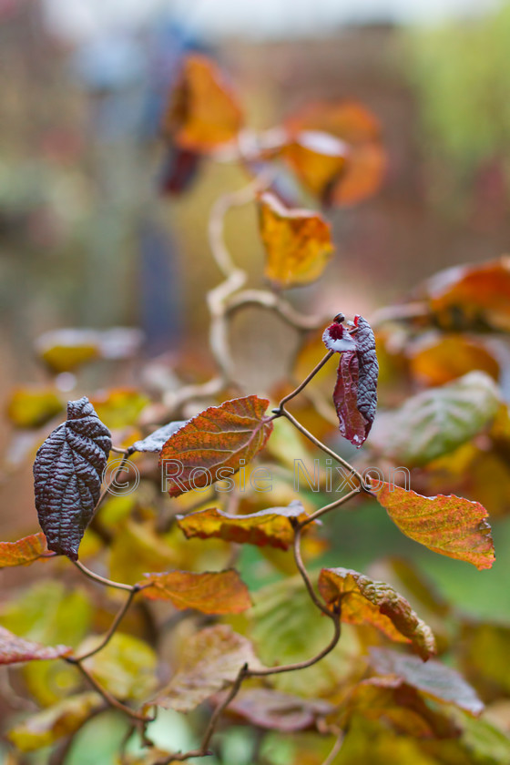 Corylus Red Majestic 
 Corylus avellena contorta 'Red Majestic' leaves in autumn 
 Keywords: autumn, leaves, foliage, Corylus avellena contorta 'Red Majestic', corkscrew, hazel, harry lauders walking stick, twists, stems, heart shaped, deciduous, shrub, tree, garden, burgundy, red, European Filbert, European Hazel