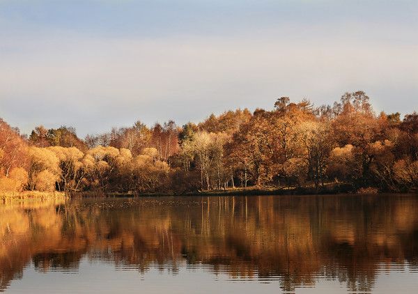 perthshire loch autumn 
 autumn along the loch with the leaves floating on the water 
 Keywords: loch, autumn, trees, foliage, colour, Perthshire, Scotland, Rosie Nixon, Methven loch