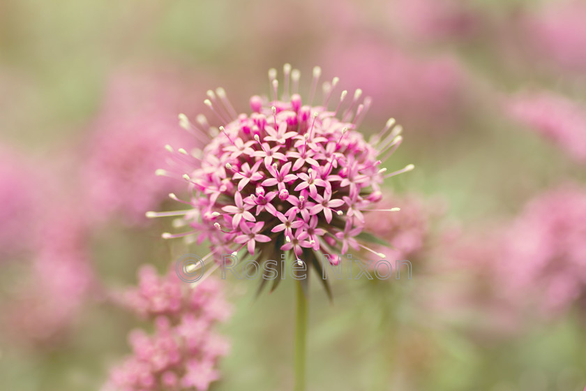 1-d-s-Phuopsis-stylosa-copy 
 Phuopsis stylosa 
 Keywords: Phuopsis stylosa, Caucasian Crosswort, low growing, plant, outdoor, garden, dry soil, pink, pastel, dreamy, soft, shallow depth of field