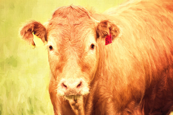 limousin-cattle-1-painterly 
 A painterly piece of digital art of a Golden Red Limousin bullock in Perthshire, Scotland. 
 Keywords: limousin, cattle, portrait, face, close up, humor, stock, bovine, rural, countryside, agriculture, beef