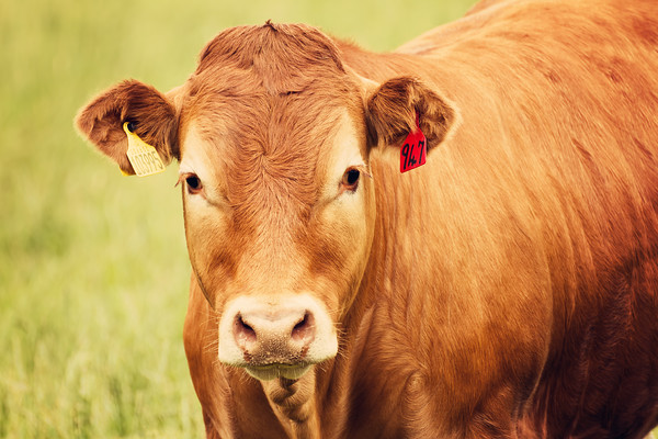 limousin-cattle-1 
 A photographic image of a Golden Red limousin bullock in Perthshire, Scotland. 
 Keywords: limousin, livestock, cattle, stock, face, humor, landscape orientation, face, close-up, bovine, beef, agriculture, countryside, rural, field, Perthshire, Scotland