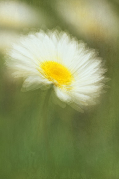 anthemis-1 
 Anthemis tinctoria 'Sauce Hollandaise' commonly known as Dyer's chamomile impressionist double exposure montage with a fine art texture. 
 Keywords: Anthemis tinctoria 'Sauce Hollandaise', Dyer's chamomile, garden plant, flower, bloom, single, impressionism, impressionist, photography, abstract, summer