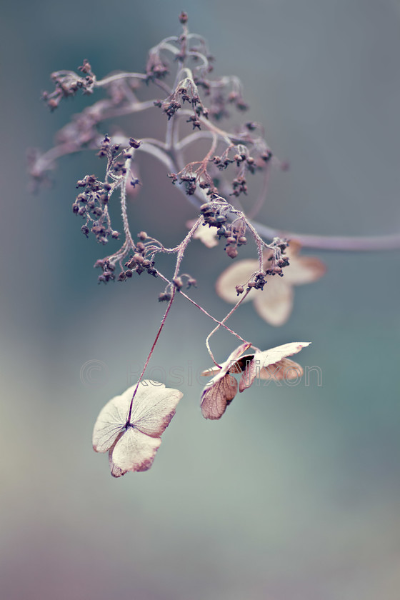 hydrangea-seed-head 
 hydrangea seedhead in December 
 Keywords: hydrangea, hortensia, seedhead, flower, decay, dried, winter, Rosie Nixon, Perthshire, leavesnbloom