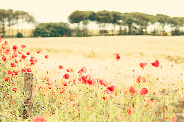 Like Rubies On A Chain Of Gold 
 Fringe of red poppies
Like rubies on a gold chain -
Swaying in the breeze 
 Keywords: poppy, flowers, native, wildflowers, East Neuk, Fife, Scotland, rural, outdoors, nature, rosie nixon, leavesnbloom, fine art, photography, fence, wheat, field,interior design, wall art, photography, living room, bedroom, lounge, bathroom, ensuite, lobby, hall, vestibule, study, office, sitting room, den, family room, drawing room, foyer, library, sunroom, conservatory