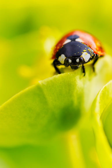 52225 
 A close up of a 7 spot ladybird on a Euphorbia myrsinites spurge flower covered in pollen. 
 Keywords: ladybird, ladybug, seven spot, Coccinella 7-punctata, animal, antenna, beetle, closeup, coccinella, coleoptera, detail, ecology, elytra, entomology, face, flower, front, looking, insect, macro, nature, petal, flower, flora, garden plant, single flower, Euphorbia myrsinites, spruge, pollen, spring, predominant, color chartreuse, red, colour image, coloured background, extreme close up, nature, one animal, vibrant, colourful, colorful, outdoors, Scotland