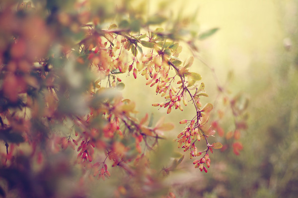 berberis-berries-autumn 
 berberis berries