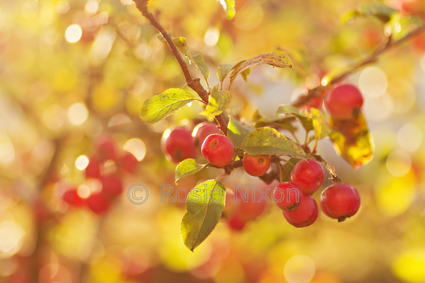 crab-apples-in-sunshine 
 red crabapples in the evening sunshine in October in Rosie's Perthshire garden www.leavesnbloom.com 
 Keywords: crab apple, fruit, red, tree, malus, sunshine, bokeh, autumn, October, Rosie Nixon, Scotland, Perthshire, leavesnbloom, garden plants