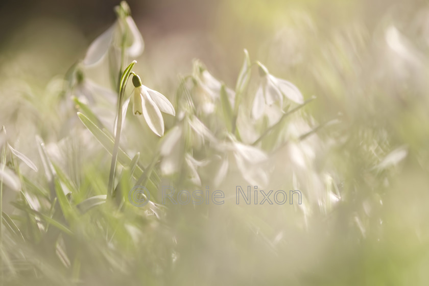 w-snowdrop-1 
 Galanthus nivalis flowers 
 Keywords: flowers, snowdrop, galanthus nivalis