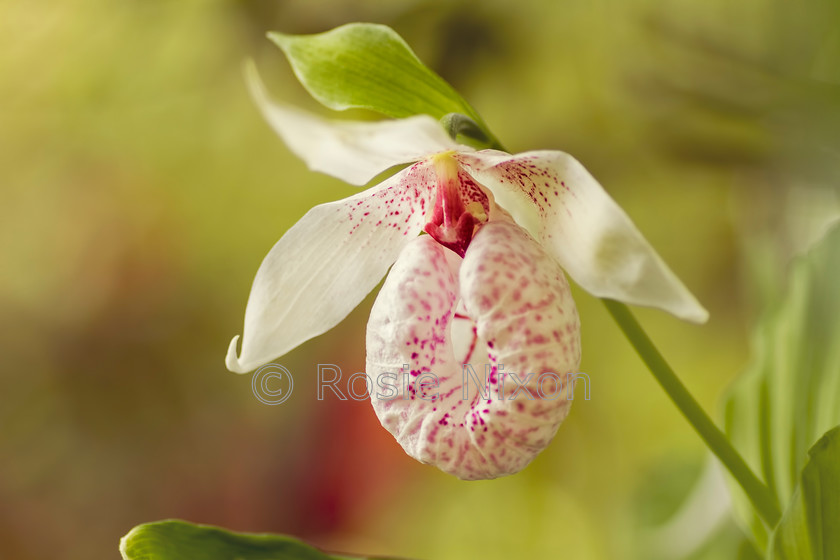 Cypripedium-formosanum-unshp 
 Cypripedium formosanum, a hardy woodland orchid with pleated leaves and a white and pink pouch. 
 Keywords: Cypripedium formosanum, garden, outdoors, plant, flower, orchid, hardy, woodland