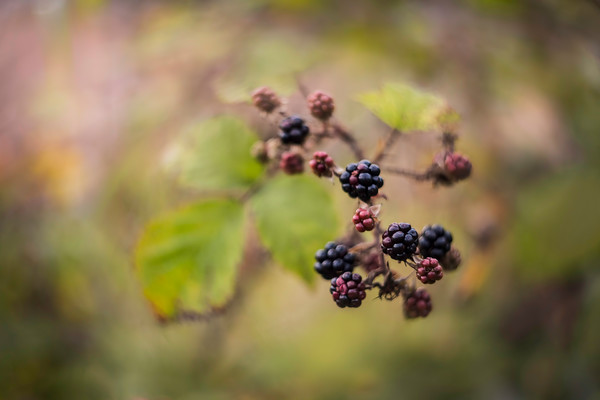 blackberries 
 Wild blackberries in the Perthshire hedgrows in August 
 Keywords: nature photography, berry, berries, blackberry, blackberries, helios, vintage lens, bokeh, wild, fruit