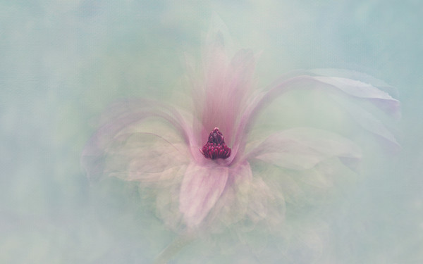 magnolia 
 magnolia impression 
 Keywords: magnolia, macro, texture, flower, garden, spring