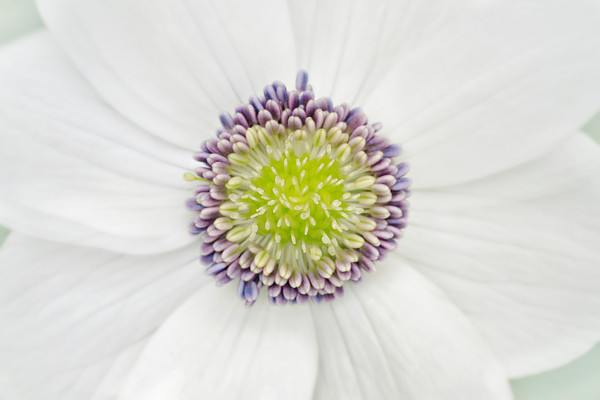 145651 
 Anemone rivularis 
 Keywords: Anemone rivularis, soft, dreamy, romantic, flower, floral, fine art, photography, macro, garden, plant