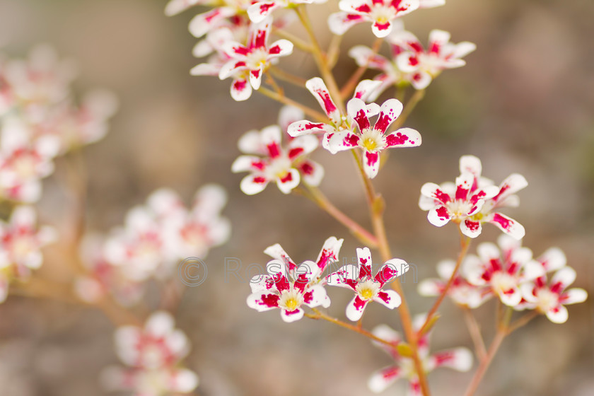 saxifrage-southside-seedling-unshrp 
 saxifraga southside seedling 
 Keywords: saxifraga southside seedling, rock plant, alpine, scree, garden, plant, outdoors