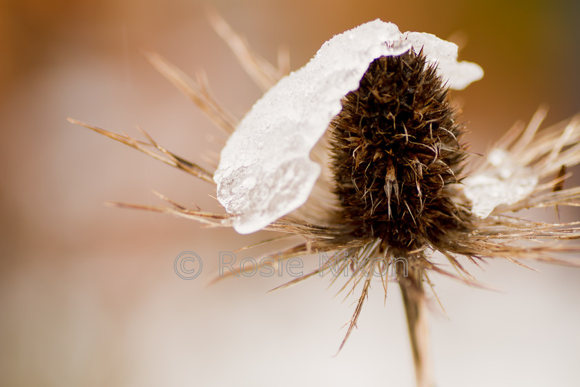 Eryngium bougatti Picos Blue 
 Sea holly brown seedheads /bracts covered in ice during the winter - shallow depth of field. 
 Keywords: Eryngium bougatti 'Picos Blue', garden, plants, sea holly, brown, landscape, seedhead, ice, bracts, spikes, nature, beige, winter, frozen, winter, decay, frost, flora, botanical, rosette,thistlelike,landscape