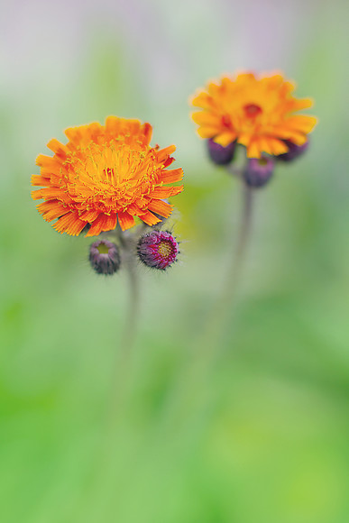 Hieracium aurantiacum orange hawkweed 1 
 hieracium aurantiacum 
 Keywords: hieracium aurantiacum, Perthshire photographer, Rosie Nixon, orange hawkweed, wildflowers, native, Perthshire wildflowers, Scottish wildflowers