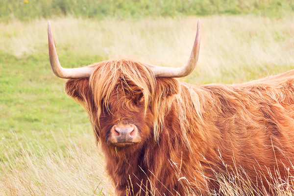 red-highlander-cattle 
 A photographic image of a native Scottish Red Highlander in Angus, Scotland 
 Keywords: angus, animal, beef, bò ghàidhealach, bovine, cattle, coat, countryside, cow, domestic, dundee, face, farm, funny, gaelic, hair, herd, highland, highlander, horns, humor, kyloe, landscape, long, native, one, pedigree, red, rural, scotland, shaggy hair, stock, face