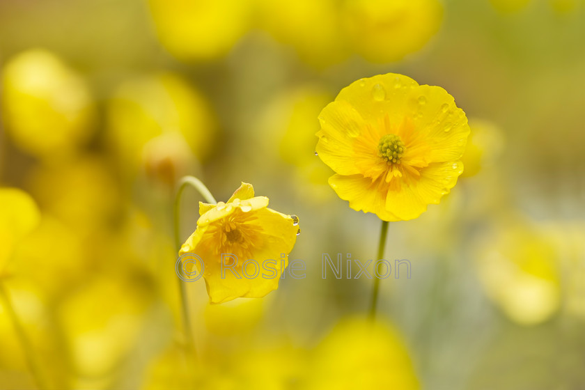 Ranunculus-gramineus-unshrp 
 Ranunculus gramineus 
 Keywords: Ranunculus gramineus, Grassy-leaved Buttercup, garden, plant, flower