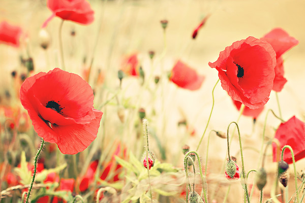 poppy-red 
 wildflower poppy 
 Keywords: poppy, poppies, papaver rhoeas, wildflower, native